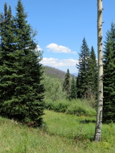 Scenic trail view at Snow Mountain Ranch, Colorado