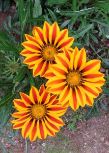 Beautiful Flowers in Estes Park, Colorado
